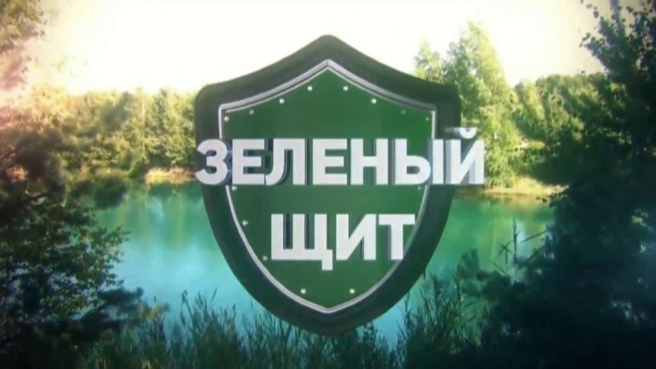 Зеленый щит